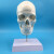 人体头颅骨附骨缝线及颈椎模型 头骨模型1:1颅脑颈椎神经科教学 头骨骨缝线带颈椎