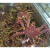 十里馋蟹海鲜水产超特大龙虾面包珍宝皇帝长脚螃蟹 帝王蟹1只7-7.5斤