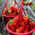 草莓苗奶油地栽盆栽食用秧苗牛奶特大棚露天阳台种植盆栽Z 丹东99-20株