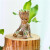 素蜜 SMMIO巴西木水养水培植物格鲁特室内桌面绿植盆栽 粗79高10单 粗5-6高10荷叶盆+草帽和尚