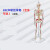 FACEMINI WY-21 85CM软挂骨骼合集 人体骨骼模型医学教学器材用具 全身写色标数字（喷塑） 规格 48h 