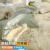 南极人单人大学生三件套 新疆长绒棉床上用品 全棉被套被单宿舍 1.2米床