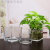 简约水培花盆正方形玻璃花瓶透明绿萝水养植物器皿乌龟缸摆件插花 6*6cm