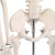 冰禹 BYA-520 人体骨骼模型 全身骨架展示教学模型 85cm