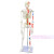 45 85 170cm人体骨骼模型骨架人体模型小白骷髅教学脊椎身 85厘米【挂-神经+间椎盘+韧带 +肌肉起止点】