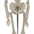 谋福 45CM骨骼模型 医学教学模型器材 人体骨骼模型教学医疗器材 （45cm人体模型） 