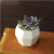 昊兰诺陶瓷花盆白瓷多肉陶瓷盆花器 桌面多肉陶瓷花盆 简约白瓷 矮八角