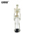 安赛瑞 人体骨骼模型 全身骨架模型 骨架脊柱模型 教学骨科疼痛科模型 85cm 601518