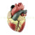 人体心脏解剖模型 5倍放大心脏模型 B超教学 彩超心内科教学模型