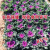 新型羽衣甘蓝种子花卉观赏食用紫色蔬菜籽苗四季播阳台盆栽 紫红羽衣甘蓝种子 原装一包(约20-30粒)