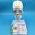 人体头颅骨附骨缝线及颈椎模型 头骨模型1:1颅脑颈椎神经科教学 头骨骨缝线带颈椎