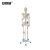 安赛瑞 人体骨骼模型 骨骼附肌肉标识韧带模型 骨架模型带韧带肌肉起止点数字标识175cm 601515