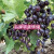 稀有果果苗嫁接新品种葡萄苗贝达3309砧木5罗马红宝石葡萄树苗 3年一级苗保成活