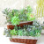 达之礼（DAZHILI） 植绒绿色多肉植物花头 DIY用品植物墙配件花绿植 植绒绿色 多肉莲 1个