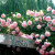 虹越（HONGYUE） 阳台月季花苗1加仑盆栽苗 花园阳台居家装饰精品花卉 龙沙宝石
