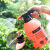 谐晟 2L 喷壶 橙色园艺工具手持式浇花压力喷雾器