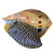 中心忠味椰子螺 大黄螺 鲜椰子螺 小黄螺 油螺 响锣肉 鲜活速冻发出 3.5-4斤一只 1.75kg