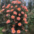 行湘 爬藤月季 爬墙庭院开花花卉盆栽 焦糖约50-70cm高度（2棵）