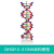 DNA模型演示生物链球形双螺旋 蛋白质模型教学学校老师基因用 浅黄色