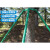 镀锌钢管树木支撑架树木支撑杆大树防风树支撑园林绿化支架固定 绿色48管长3米1.2壁厚四根