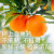17.5°农夫山泉鲜果橙子3kg 新鲜自然熟现摘当应季时令水果脐橙礼盒 60mm-90mm 农夫鲜果 1箱(果径仅 6斤
