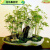 京佳乐凤尾竹盆栽观音竹盆景 观赏小型竹子绿植好养 25颗连体苗 不含盆