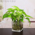 简约水培花盆正方形玻璃花瓶透明绿萝水养植物器皿乌龟缸摆件插花 6*6cm