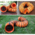 通风伸缩软管道抽烟有限空间PVC钢丝尼龙送排风软管塑料帆布螺旋 4-2或4-4配套风管5米