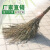 大扫把竹工地学校环卫扫马路户外庭院加大宽竹扫帚笤帚条帚 铁扫把1.1米高