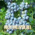 种花迷仟草集蓝莓树苗盆栽地栽蓝梅树当年结果 奥尼尔蓝莓 南方北方果树 南大 5年苗