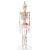 樵牧人  人体骨骼模型 骨架人体模型 成人小骷髅教学模型脊椎全身 彩色椎间盘神经 1副 