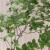 吊钟植物客厅绿植盆栽日本鲜切枝条水培养植物进口马醉木真树活树 大号大肚花瓶/搭配1.4-1.8米 不含盆