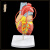 专业人体心脏解剖模型医学教学器官结构医院学校教具彩超B可拆装 3倍心脏（图解）有标识