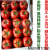 菜友番茄种籽粉果西红柿种籽荷兰进口高产抗病大果型早熟蔬菜种籽科曼 科曼番茄种子500粒分装