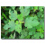 仟草集构树小苗构树苗 饲养构树叶南北方种植 防滑树古浆树 80到1米高 50cm(含)-60cm(不含)