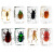 LNGA LANDGRE甲虫真实昆虫树脂标本琥珀蝗虫独角仙螃蟹金龟子蜜蜂锹甲叶甲蜘蛛 蚊子