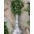 仟草集构树小苗构树苗 饲养构树叶南北方种植 防滑树古浆树 80到1米高 50cm(含)-60cm(不含)