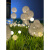 博雷奇led发光蒲公英灯户外防水光纤芦苇灯草坪灯景观工程亮化灯装饰灯 亚克力800mm高度2.5米