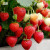京格奶油草莓苗盆栽果蔬秧苗带土发货阳台 普罗旺斯番茄苗3棵