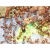 车马象蚂蚁生态箱 大型天空城灯版 蚂蚁城堡宠物农场工坊容易观察可繁殖 巢+尼科巴弓背1后200工