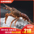仙鲜福鲜活冷冻澳洲大龙虾2-6斤特大海鲜大奥龙澳龙年货送礼礼包 2750g
