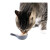 顽皮猫条猫咪零食噜吸吸欧一吸猫条全阶段湿粮包 猫咪流质零食布丁 带鱼14g*25支（5袋）