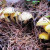南美豹东北大兴安岭特产黄蘑菇干菌散装小黄油蘑500克 250g