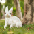 太阳能动物灯发光兔子造型灯园林灯亮化景观灯 兔子A款