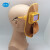电焊面罩 太阳能自动变光镜片 牛皮防飞溅 焊工防护面具 头戴式轻便型焊接面罩 TD-1面罩套装（加20片保护片）