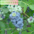 茗羽珺玥2021蓝莓果苗盆栽地栽苗南方北方庭院阳台种植果树苗 瑞贝尔 3年苗