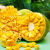 鲜福林越南红肉菠萝蜜一整个应当季树上熟新鲜水果整箱红心整颗菠萝蜜 精选9-10斤整个装