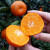 橘子树苗嫁接苗盆栽地栽南北方种植 果树当年结果 椪柑苗五年（当年结果） 50cm(含)-60cm(不含)