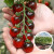 禹知蔬黑番茄苗种子种苗小西红柿苗家庭种植圣女果四季树苗春季 小黑珍珠番茄苗12棵