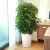 叹为观止叹为观止 金钱树幸福树盆栽客厅书房办公室大型绿植 天堂鸟（1.3-1.5米） 含育苗盆
